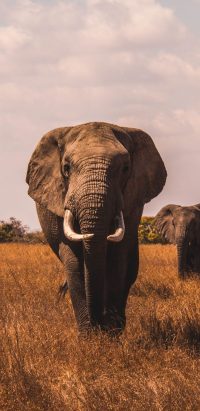 Android Elephant Wallpaper