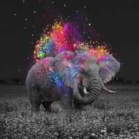 Colorful Elephant Wallpaper 1