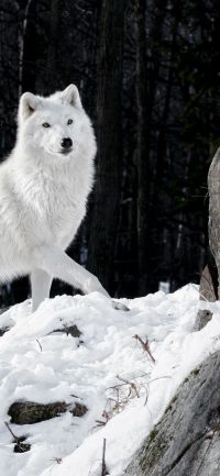 Cool White Wolf Wallpaper 2