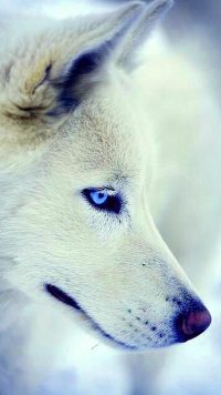 Cool White Wolf Wallpaper