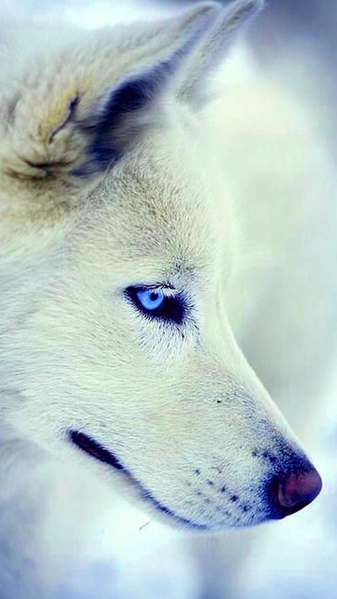 Cool White Wolf Wallpaper Kolpaper Awesome Free Hd Wallpapers