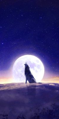 Cool Wolf Wallpaper 6
