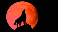 Cool Wolf Wallpaper HD