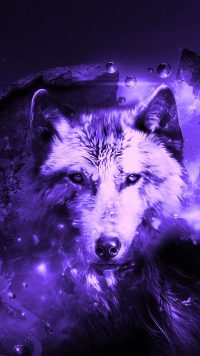 Cool Wolf Wallpaper iPhone 2