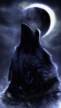Cool Wolf Wallpaper iPhone