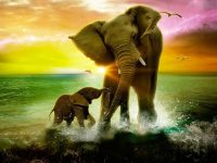 Cute Elephant Wallpaper 6