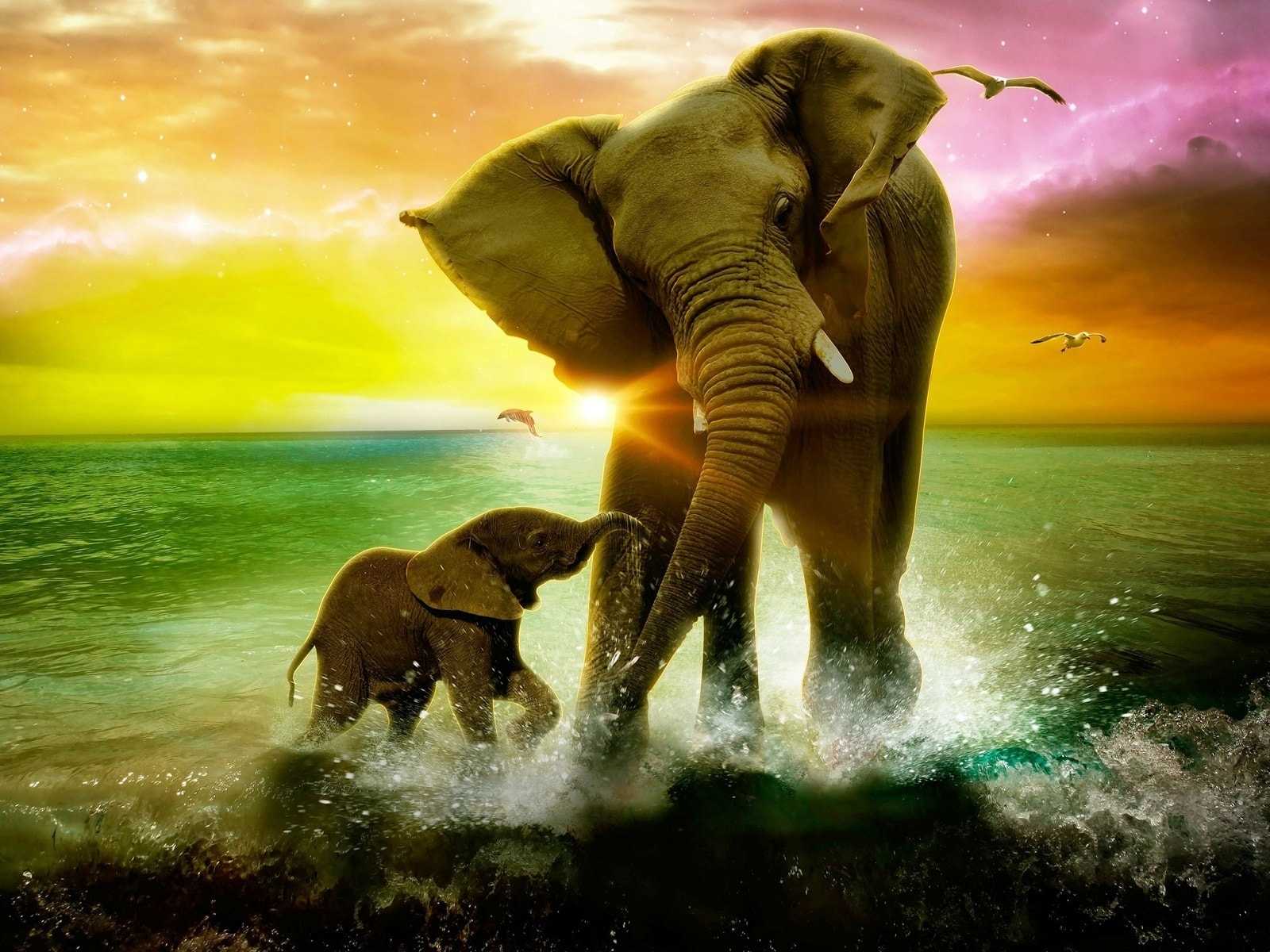 Cute Elephant Wallpaper 1 Cute Elephant Wallpaper 1