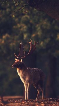 Deer Hunting Wallpaper 2