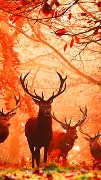 Deer Hunting Wallpaper iPhone