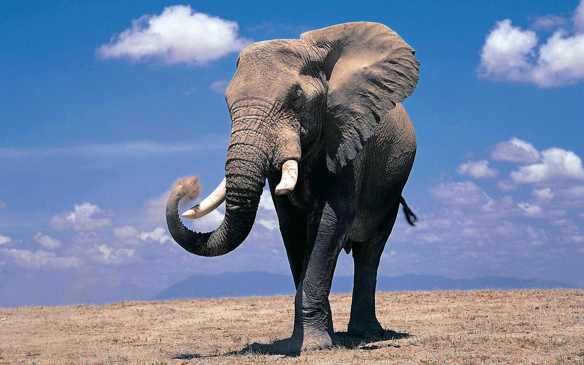 Elephant Desktop Wallpaper