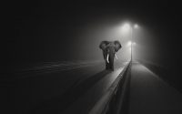 Elephant Wallpaper PC