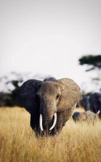 Elephant Wallpaper iPhone 3