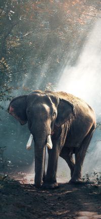 Elephant Wallpaper iPhone 4