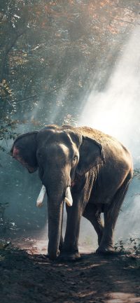 Elephant Wallpaper iPhone 6