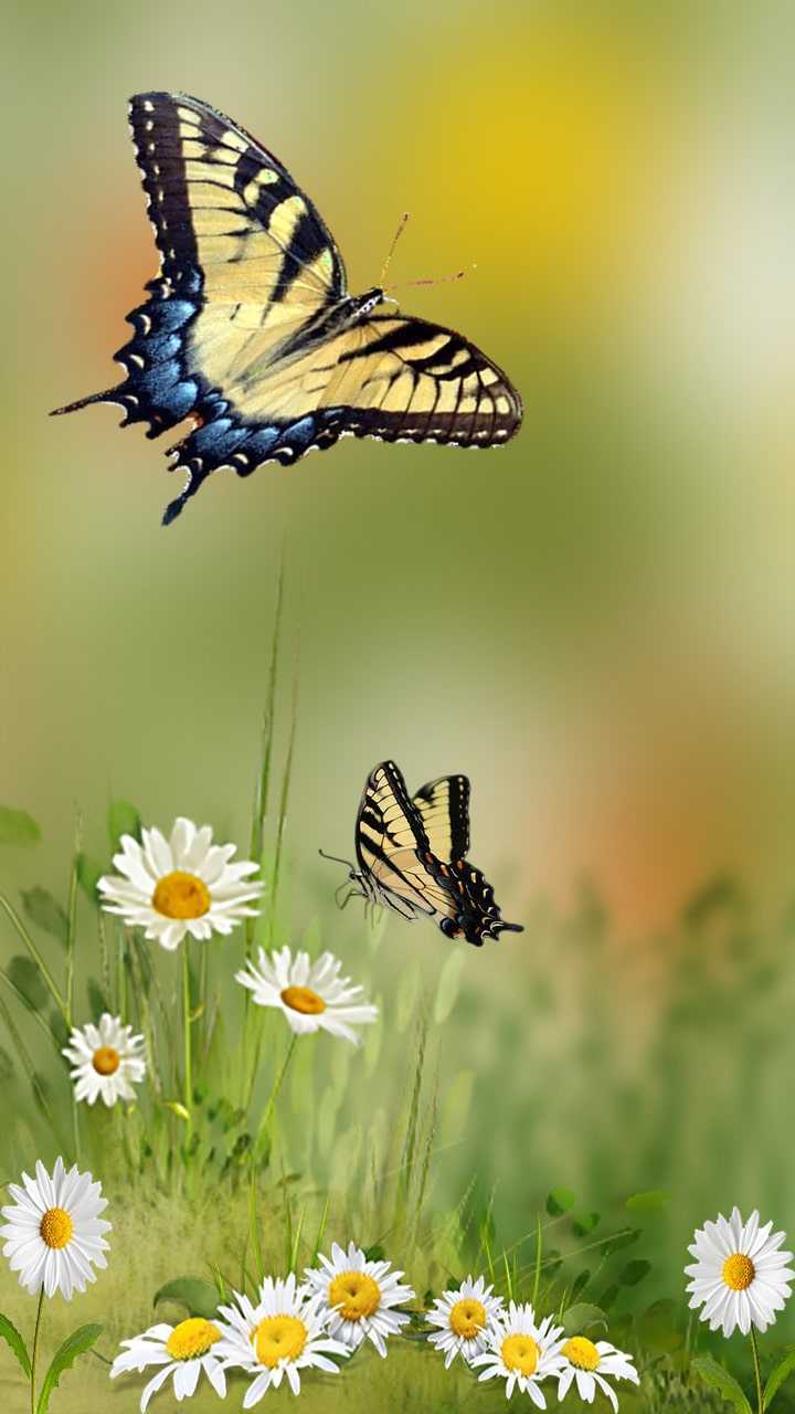 Butterfly Wallpaper 1 Butterfly Wallpaper 1