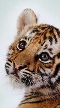 Baby Tiger Wallpaper 4