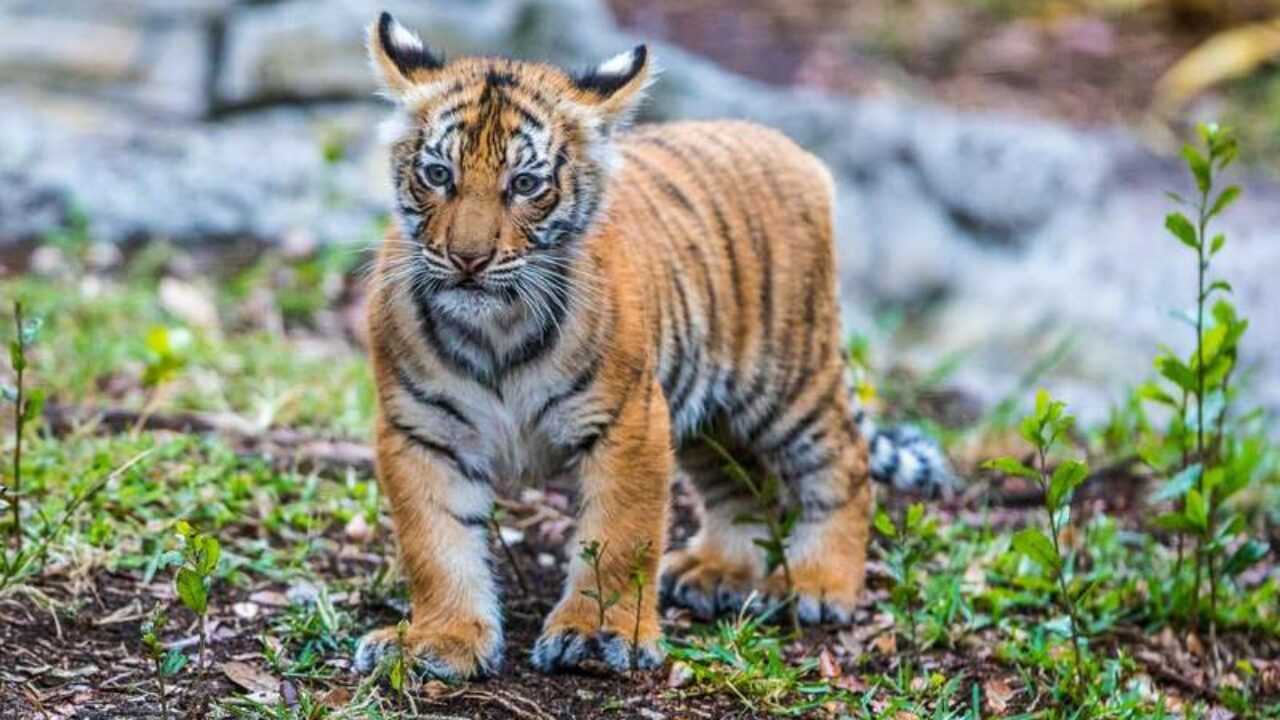 Baby Tiger Wallpaper Kolpaper Awesome Free Hd Wallpapers