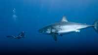 Diver Shark Wallpaper