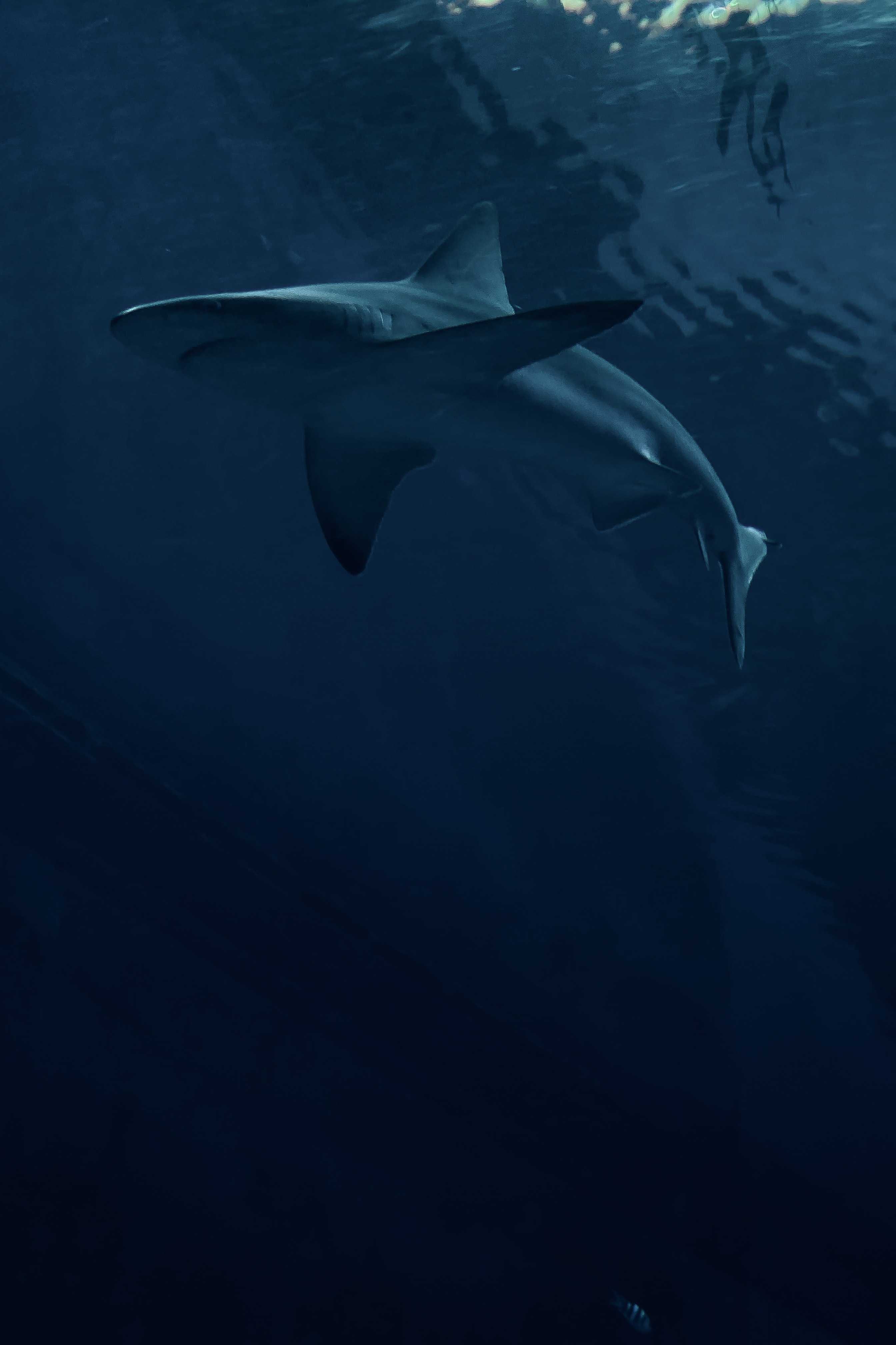 Shark Wallpaper iPhone - KoLPaPer - Awesome Free HD Wallpapers