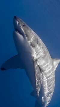 Shark Wallpaper iPhone 3