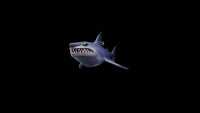 Shark Wallpapers 2