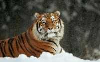 Siberian Tiger Wallpaper 1