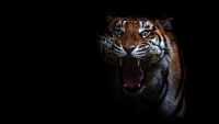 Tiger Roar Wallpaper 2
