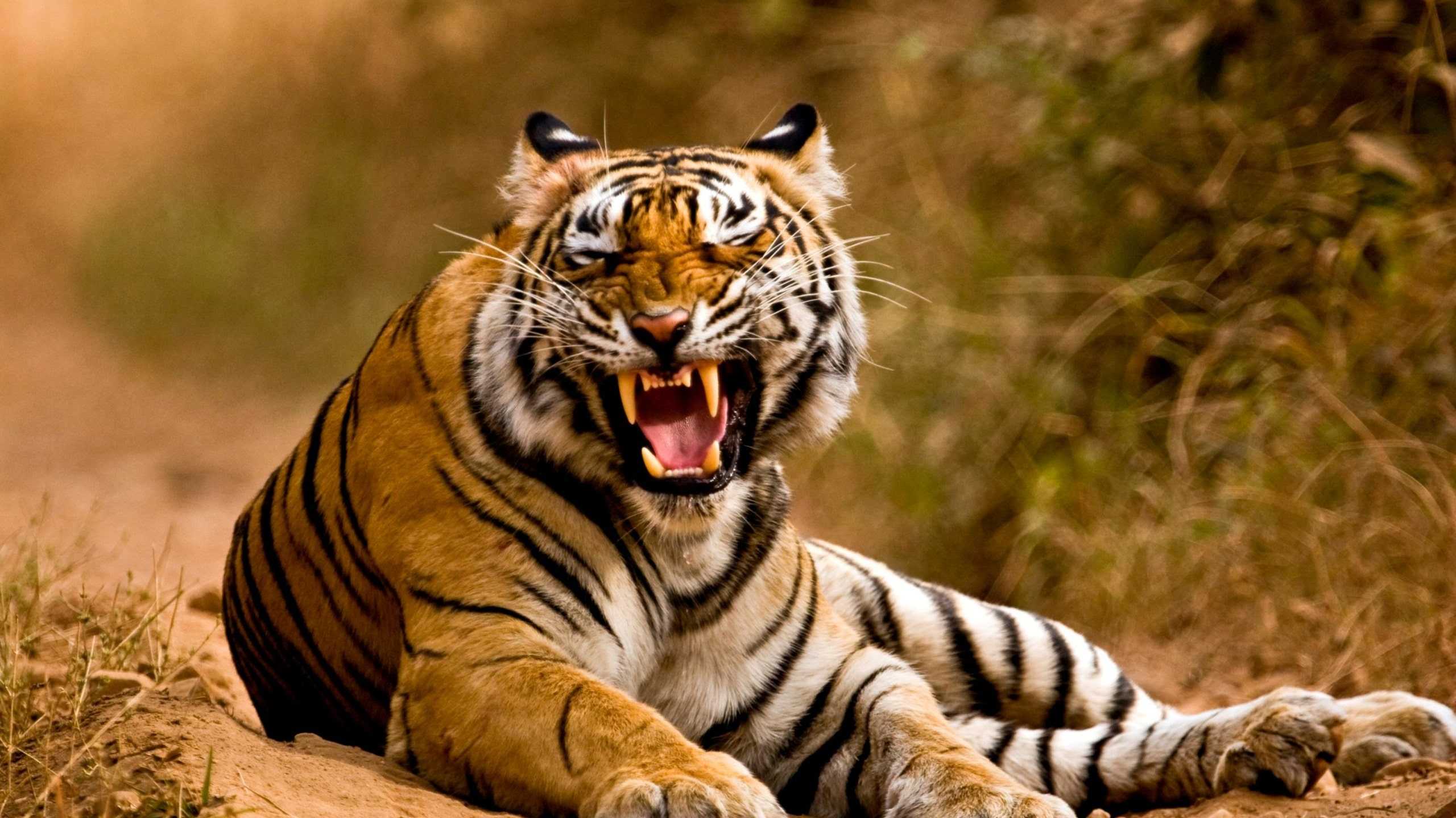 Angry Tiger Roar