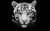 Tiger Wallpaper 12