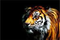 Tiger Wallpaper 14