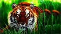 Tiger Wallpaper 10