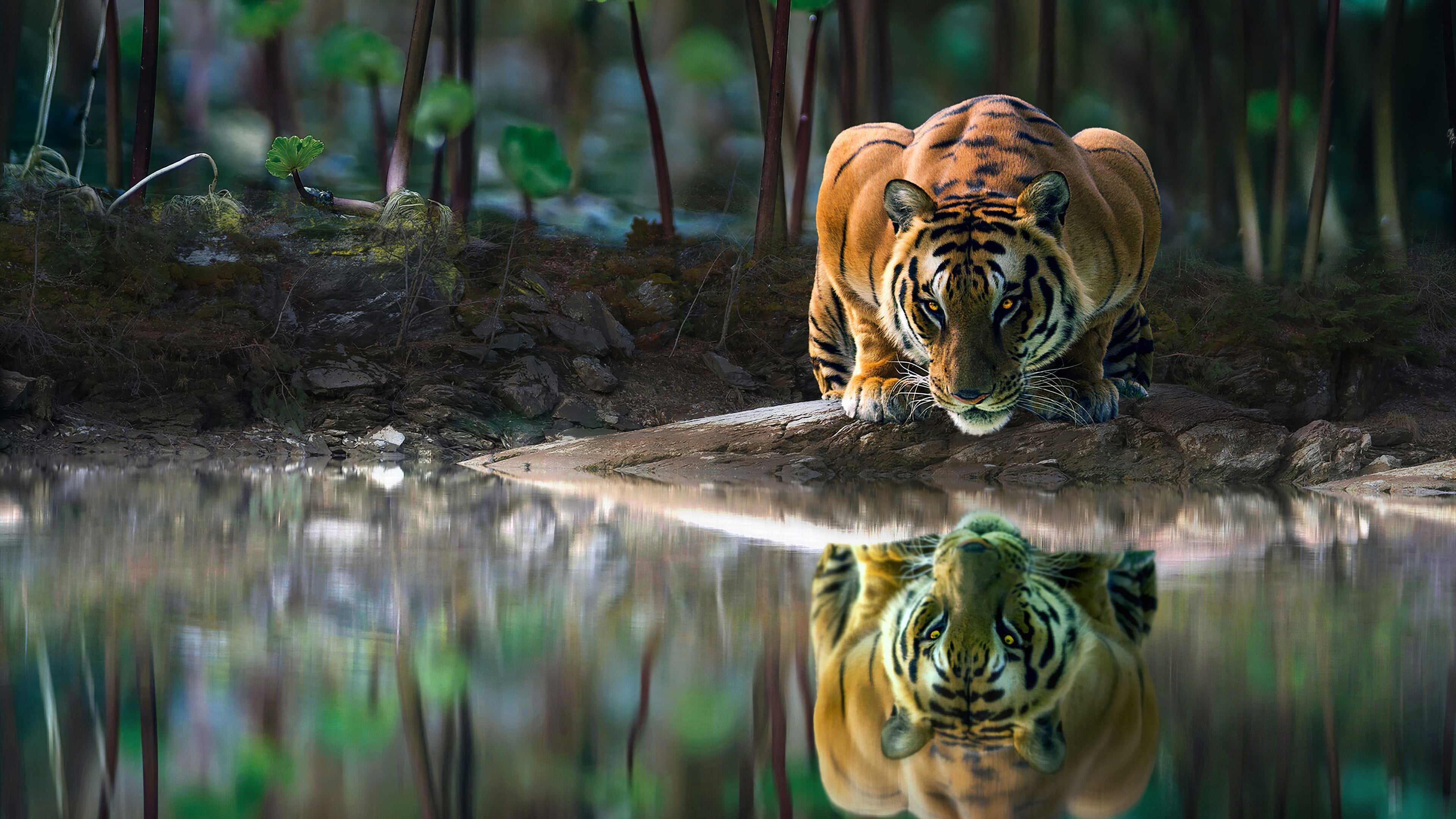 我想找那张…一只猫水下倒影是一只老虎的图片，请问谁有啊？ - 知乎