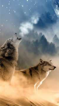 Wolf Wallpaper 2