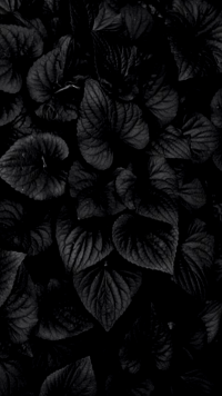 Black Wallpaper 4