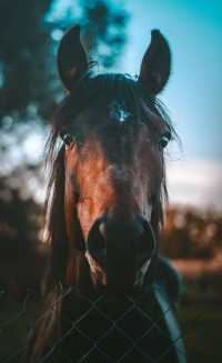 Horse Wallpaper 3
