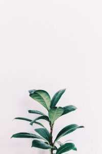 Plant Wallpaper 7