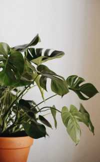 Plant Wallpaper 1