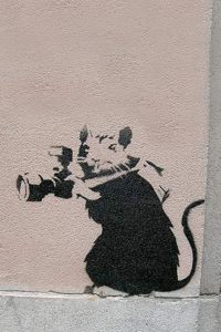 Rat Wallpaper 5
