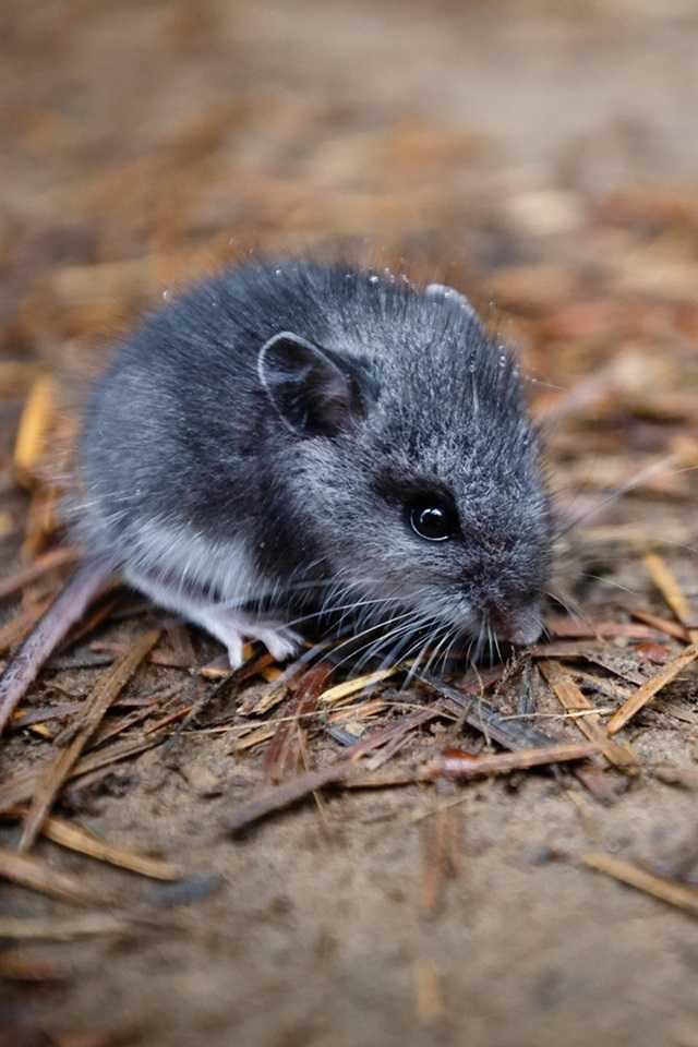 Rat Wallpaper 1 Rat Wallpaper 1