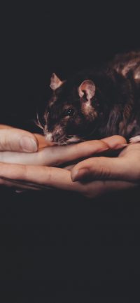 Rat Wallpaper 5