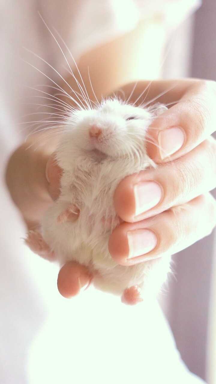 Rat Wallpaper 1 Rat Wallpaper 1