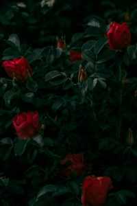 Rose Wallpaper 3