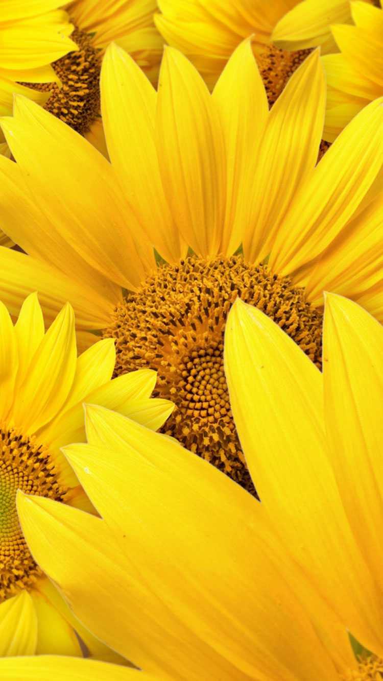 Yellow Wallpaper 1 Yellow Wallpaper 1