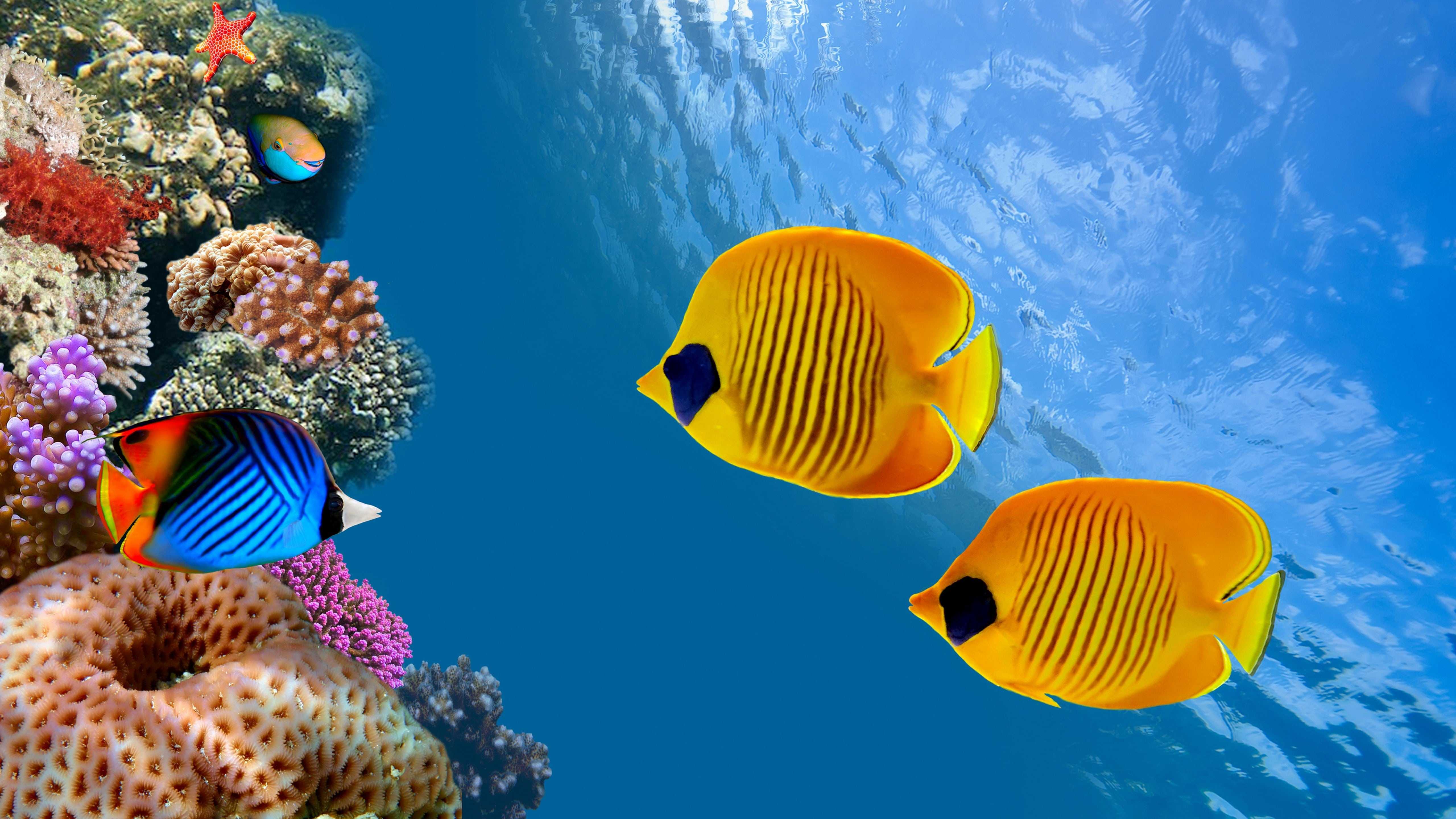 5K Fish Wallpaper 1 5K Fish Wallpaper