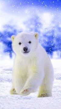 Baby Polar Bear Wallpaper 5