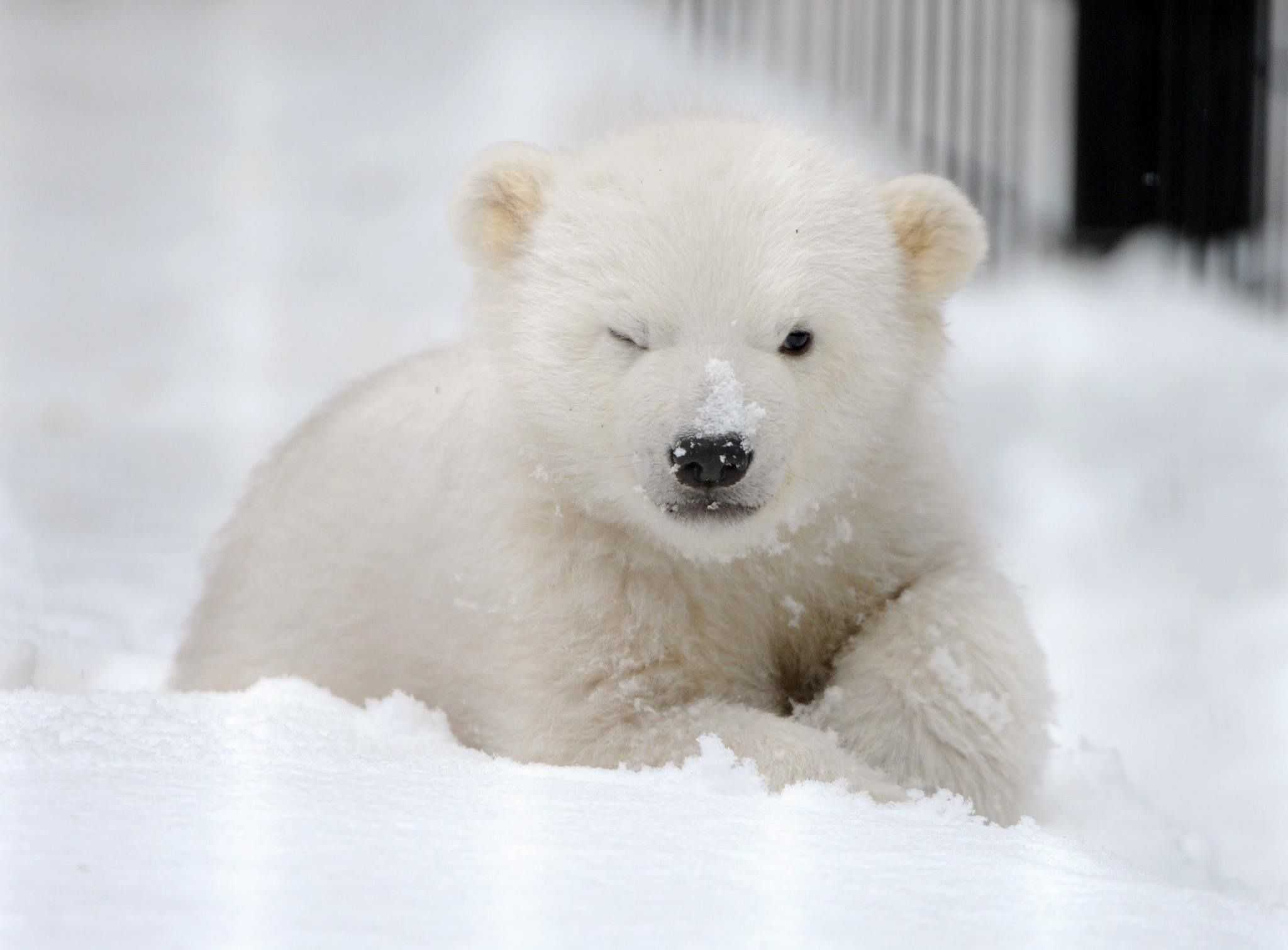 Baby Polar Bear Wallpaper 1