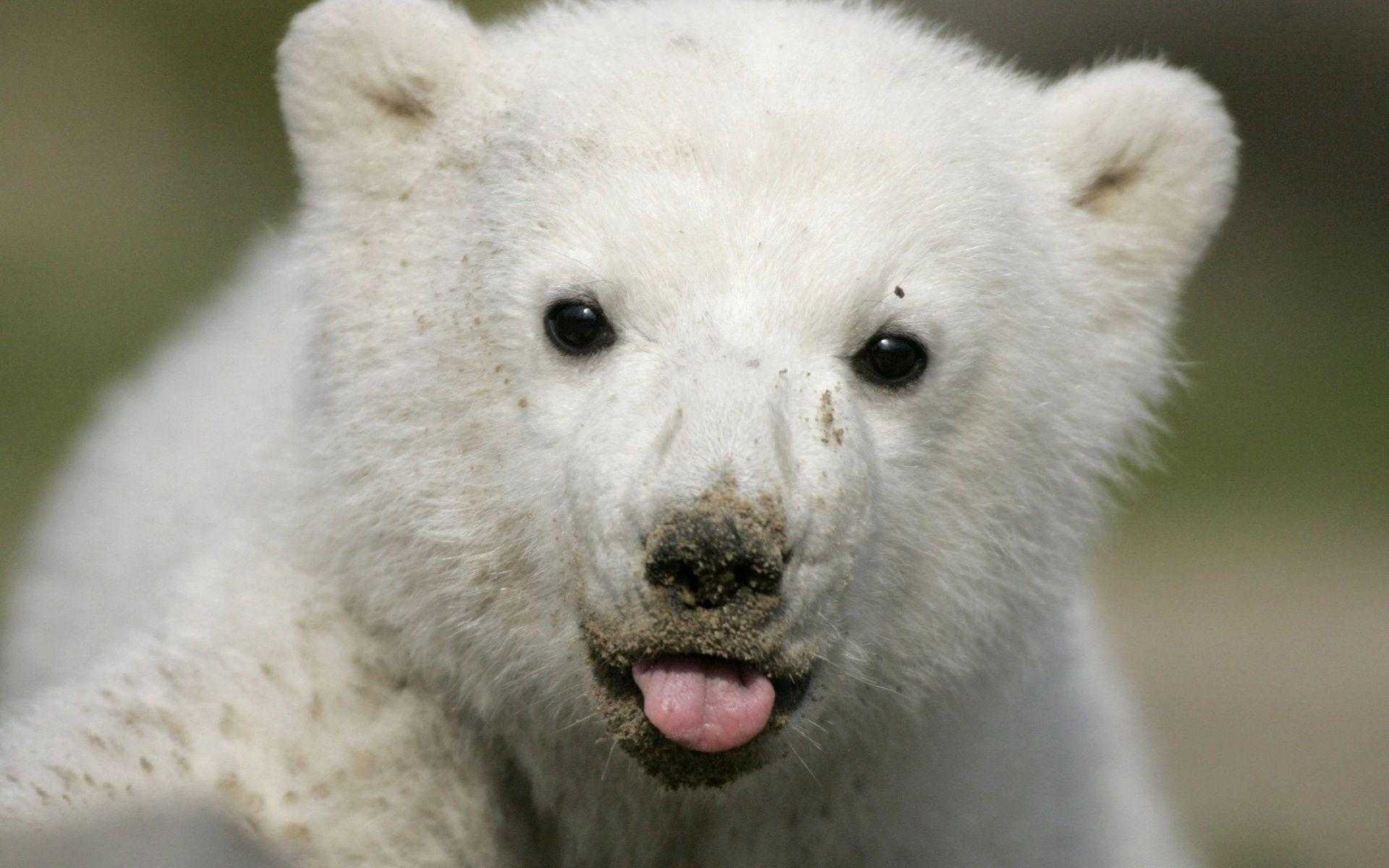 Baby Polar Bear Wallpaper 1