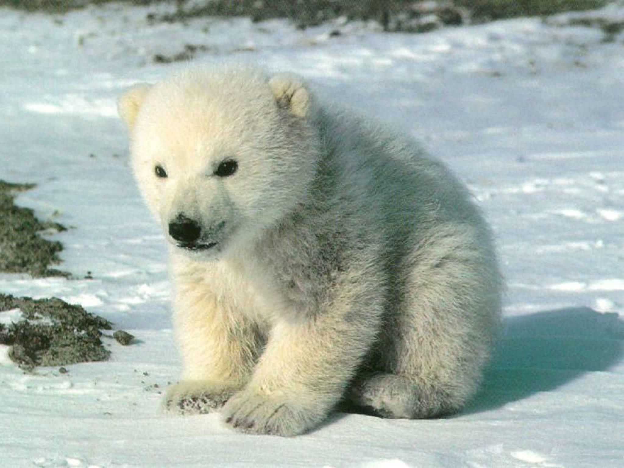 Baby Polar Bear Wallpapers 1