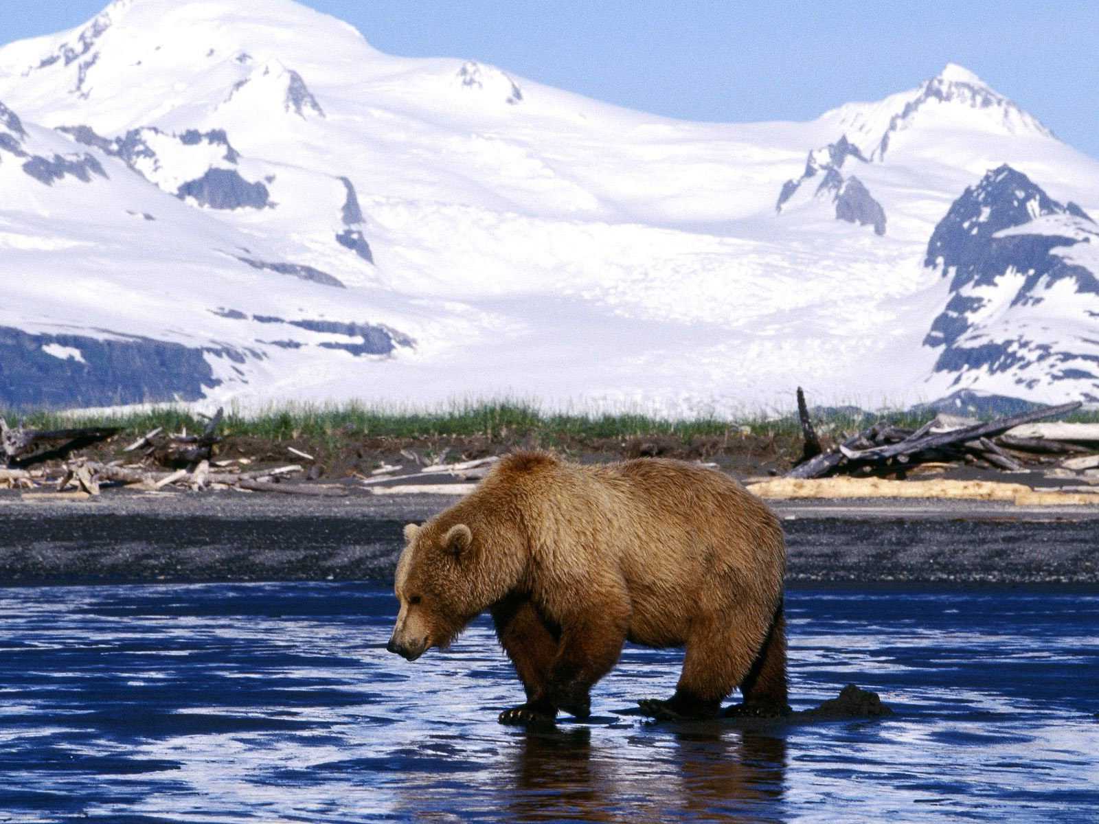 Bear Wallpaper 1 Bear Wallpaper 1