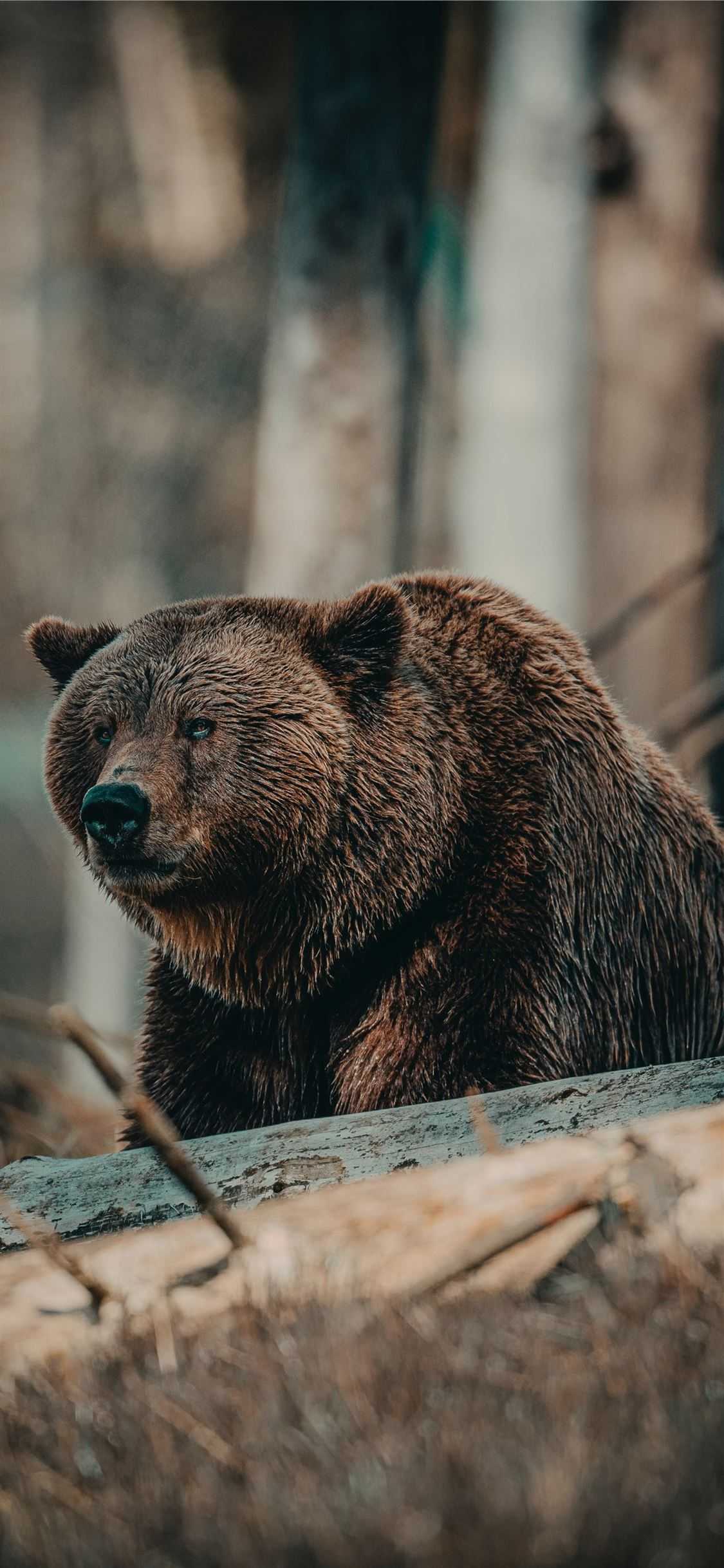 Bear Wallpaper Android 1